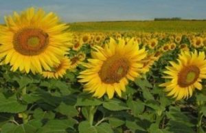 El girasol sigue por encima del promedio