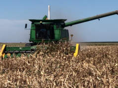 Arrancó la cosecha de maíz