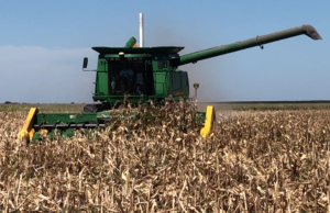 Arrancó la cosecha de maíz