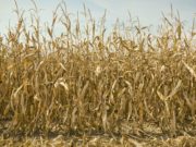 El maíz pierde 1 millón de toneladas