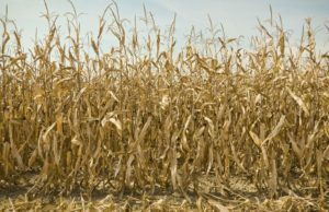 El maíz pierde 1 millón de toneladas