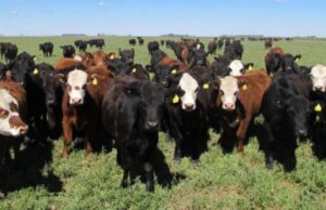 Mínima suba para la hacienda