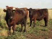 Aumenta la relación de compra entre novillito y maíz