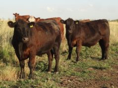 Aumenta la relación de compra entre novillito y maíz