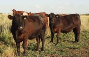 Aumenta la relación de compra entre novillito y maíz