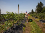 Aumentan los montos de la prestación por desempleo rural