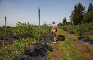 Aumentan los montos de la prestación por desempleo rural