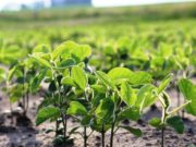 Ya está en Rosario el primer lote de la soja nueva