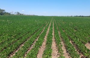 La soja necesita agua