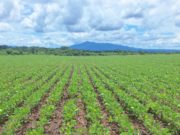 Termina la siembra de soja