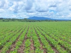 Termina la siembra de soja