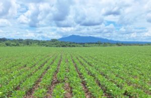 Termina la siembra de soja