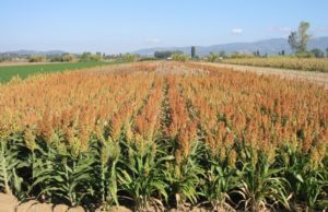 El sorgo espera agua para sostener su potencial