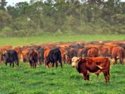 Baja la oferta de hacienda para faena