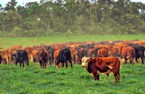 Baja la oferta de hacienda para faena