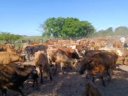 El Criollo suma evidencia técnica y refuerza su rol en la ganadería