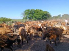 El Criollo suma evidencia técnica y refuerza su rol en la ganadería