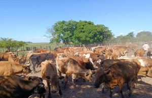 El Criollo suma evidencia técnica y refuerza su rol en la ganadería