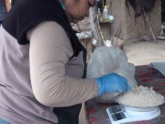 Transforman bananas de descarte en harina sin gluten