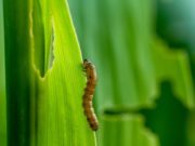 Detectan supervivencia del cogollero a una herramientas de control clave