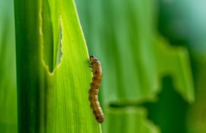 Detectan supervivencia del cogollero a una herramientas de control clave