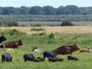 Interfaz fauna–ganado: la clave es prevenir antes que curar