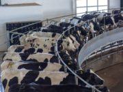 Actualizan el sistema de diagnóstico de la brucelosis bovina