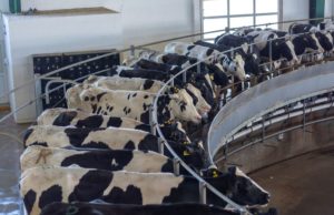 Actualizan el sistema de diagnóstico de la brucelosis bovina