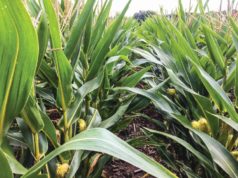 Las lluvias impactan positivamente en el maíz