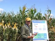 Maíz en el NOA: más tecnología frente a un escenario desafiante🔊