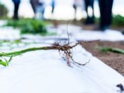 Coinoculación: una herramienta frente a la compactación de suelos