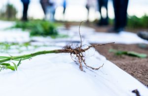 Coinoculación: una herramienta frente a la compactación de suelos