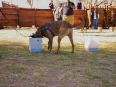 La detección canina se consolida contra el HLB