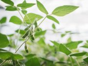 Soja: lanzamientos estratégicos y claves de manejo para “blindar” el rinde