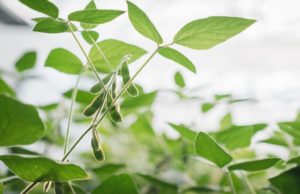 Soja: lanzamientos estratégicos y claves de manejo para “blindar” el rinde