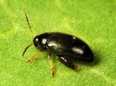 Un compuesto del olivo mejora el control de una plaga en colza