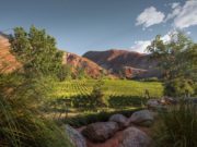 Vinos de altura: calidad en la copa, obstáculos en el camino 🔊