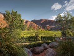 Vinos de altura: calidad en la copa, obstáculos en el camino 🔊