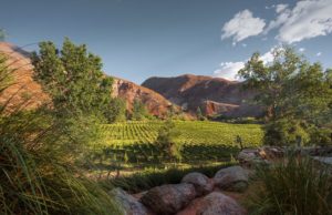 Vinos de altura: calidad en la copa, obstáculos en el camino 🔊