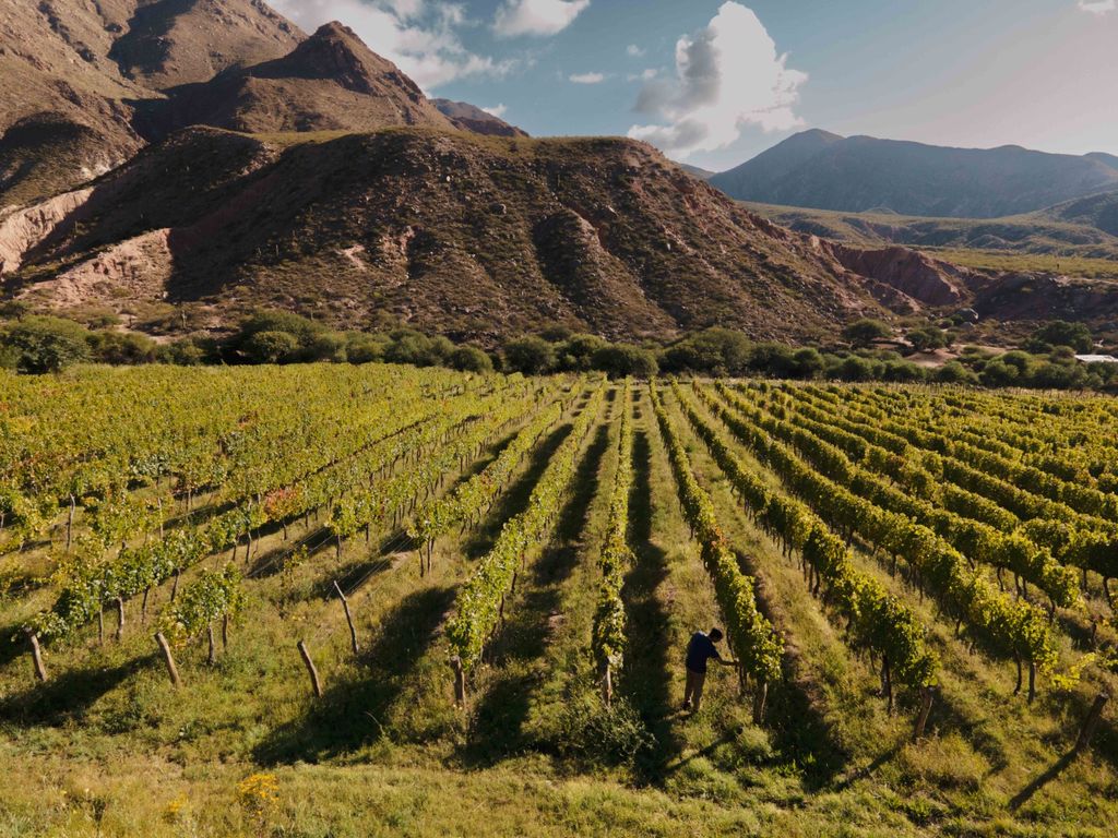 Vinos de altura en los Valles Calchaquies: calidad reconocida, pero con fuertes l&iacute;mites log&iacute;sticos y comerciales