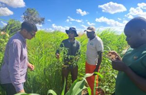 El INTA impulsa la producción de tomate en Mozambique