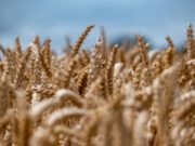 Calor extremo y sequía en floración ponen en riesgo al trigo