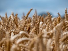 Calor extremo y sequía en floración ponen en riesgo al trigo