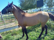 Avanza la exportación de equinos deportivos