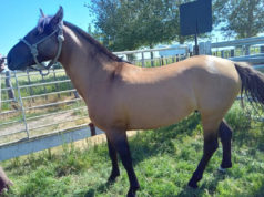 Avanza la exportación de equinos deportivos