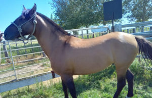 Avanza la exportación de equinos deportivos