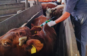 El bovino Criollo gana terreno por su resistencia a la garrapata