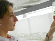 Nación actualizó la regulación de OGM en el agro