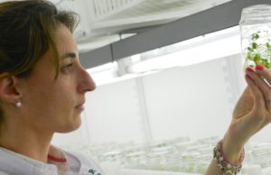 Nación actualizó la regulación de OGM en el agro