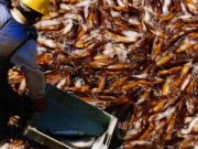 La pesca marítima arrancó el año con buen crecimiento